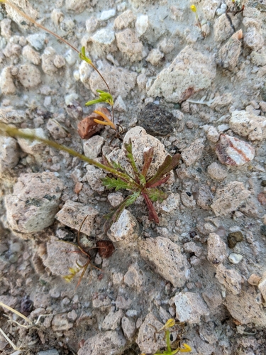 Image of Gilia aliquanta by (c) Kayla Sweeten, some rights reserved (CC BY)
