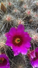 Echinocereus armatus