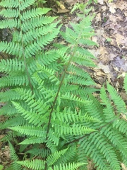 Athyrium