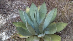 Agave asperrima