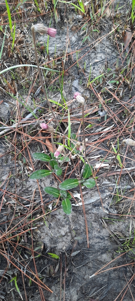 Pineland Daisy from Splinter Hill Bog Preserve on March 23, 2024 at 12: ...