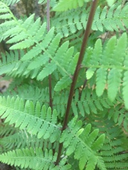 Athyrium