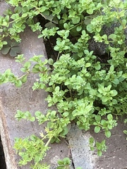 Polycarpon tetraphyllum tetraphyllum