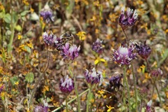 Trifolium grayi