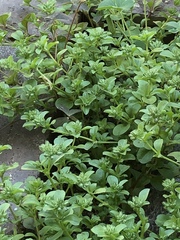 Polycarpon tetraphyllum tetraphyllum