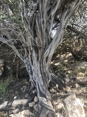 Ceanothus megacarpus