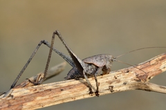 Thyreonotus corsicus