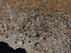 Ipomopsis polycladon