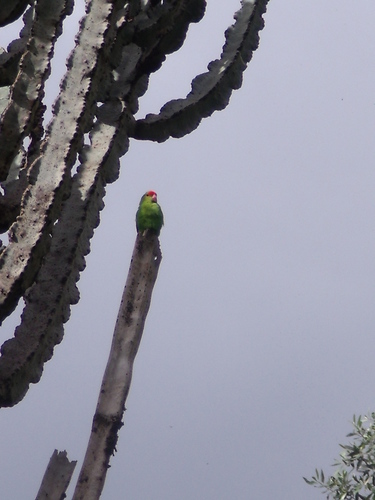 Black-winged Lovebird