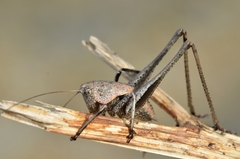 Thyreonotus corsicus