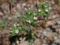 Ipomopsis polycladon