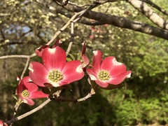 Cornus florida rubra