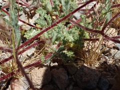 Ipomopsis polycladon