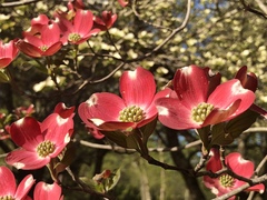 Cornus florida rubra