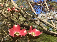 Cornus florida rubra