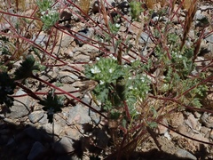 Ipomopsis polycladon