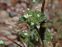 Ipomopsis polycladon