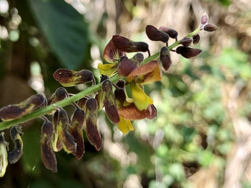 Image of Rhynchosia precatoria by no rights reserved