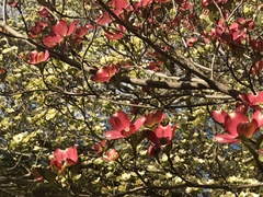 Cornus florida rubra