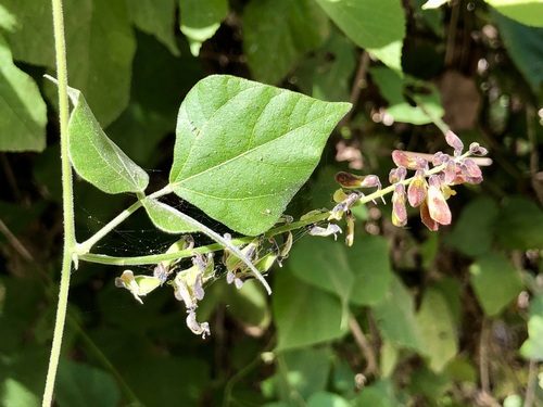 Image of Rhynchosia precatoria by no rights reserved