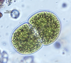 Cosmarium transitorium