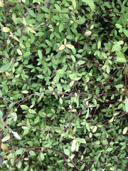 Olearia fragrantissima