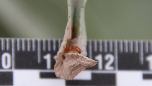 Apache Twig Ant photo 5