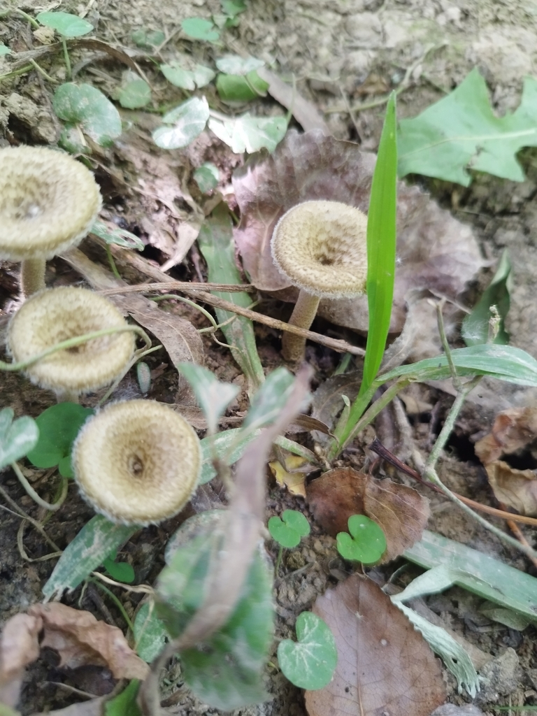 Lentinus crinitus · February 2024 · photo: © seba_fornes (iNaturalist, cc-by)
