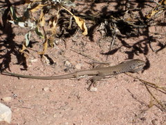 Aspidoscelis tigris tigris