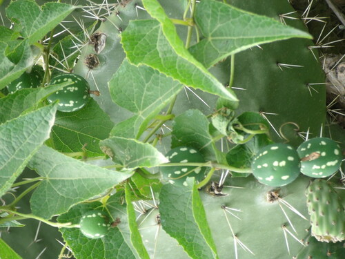 Coccinia abyssinica