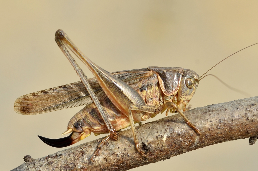 Platycleis falx falx