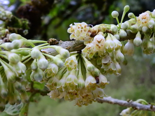 Image of Iochroma arborescens by (c) Esteban Poveda, some rights reserved (CC BY)