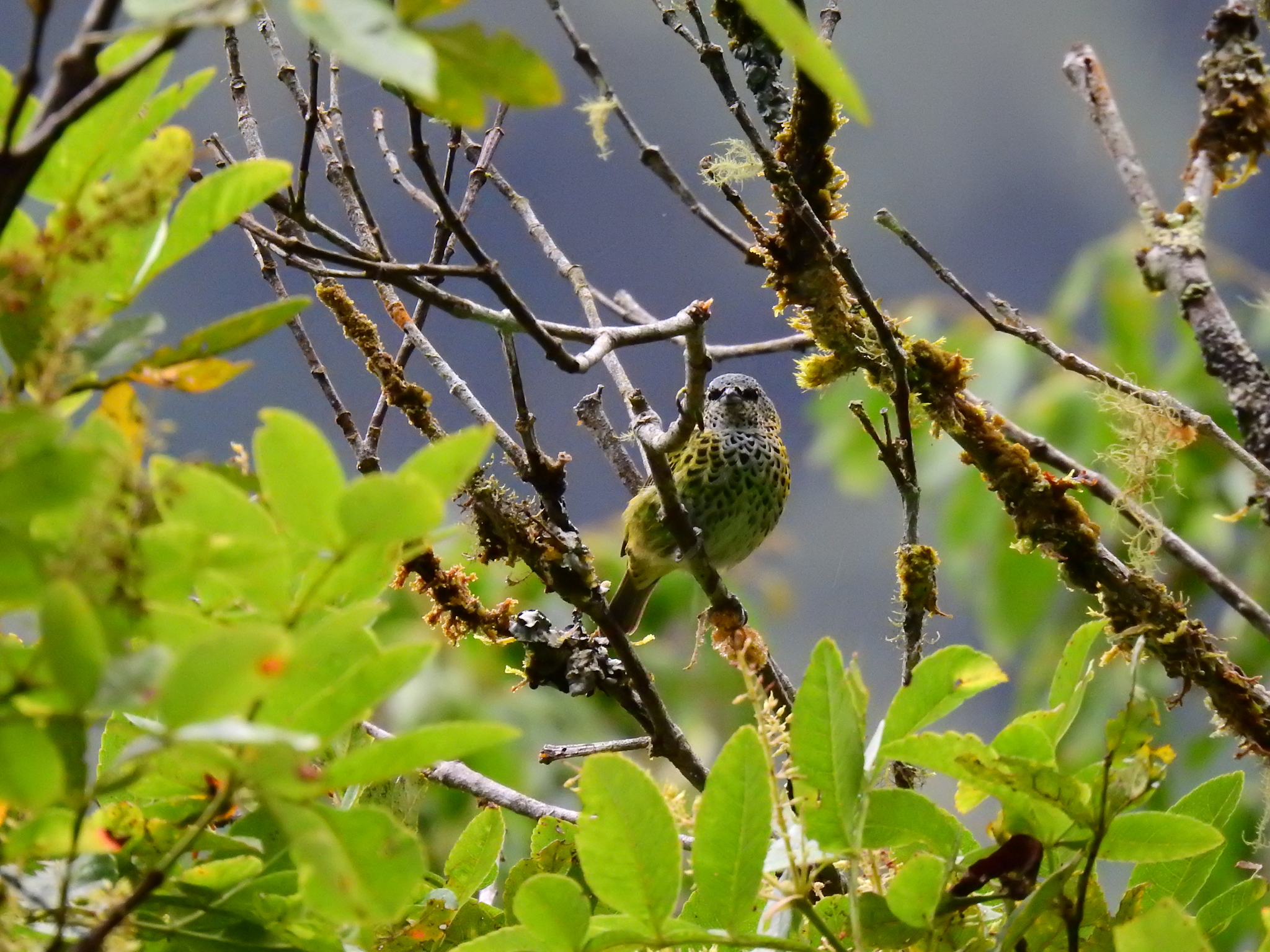 Spotted Tanager (Ixothraupis punctata), photo 8