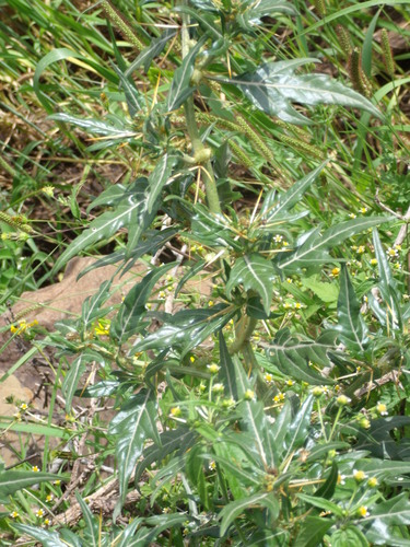 spiny cocklebur