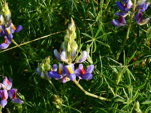 Tarwi (Lupinus mutabilis)