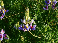 Lupinus mutabilis, photograph (c) Esteban Poveda, some rights reserved (CC BY)