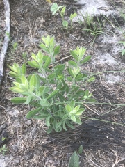 Eupatorium glaucescens