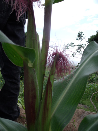 Maize