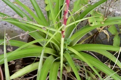 Cuca Air Plant (Tillandsia cucaensis)