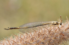 Macronemurus appendiculatus