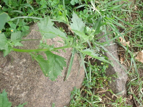 nettle-leaved goosefoot