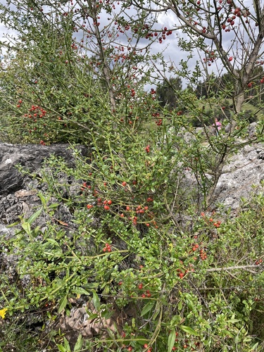 Citharexylum herrerae, photograph 5