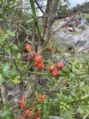 Citharexylum herrerae, photograph (c) crothfels, some rights reserved (CC BY)
