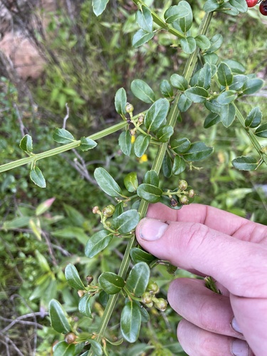Citharexylum herrerae, photograph 6