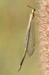 Macronemurus appendiculatus
