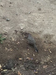 Columbina inca