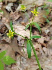 Ranunculus micranthus