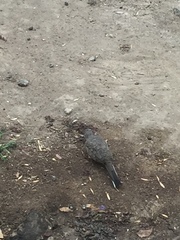 Columbina inca