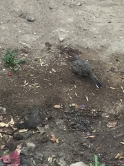 Columbina inca