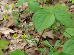 Ranunculus micranthus